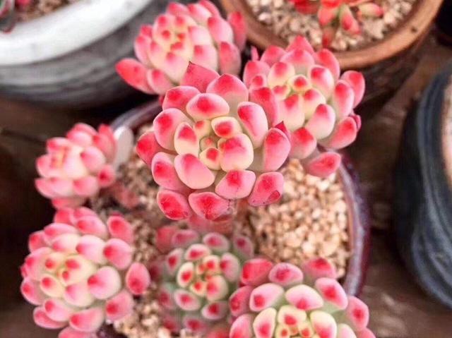 6款多肉被花友捧得很高,其实并不适合阳台党,尤其是最后两种休闲区蓝鸢梦想 - Www.slyday.coM 6款多肉被花友捧得很高,其实并不适合阳台党,尤其是最后两种休闲区蓝鸢梦想 - Www.slyday.coM