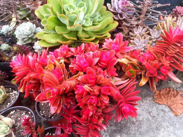 6款多肉被花友捧得很高,其实并不适合阳台党,尤其是最后两种休闲区蓝鸢梦想 - Www.slyday.coM 6款多肉被花友捧得很高,其实并不适合阳台党,尤其是最后两种休闲区蓝鸢梦想 - Www.slyday.coM