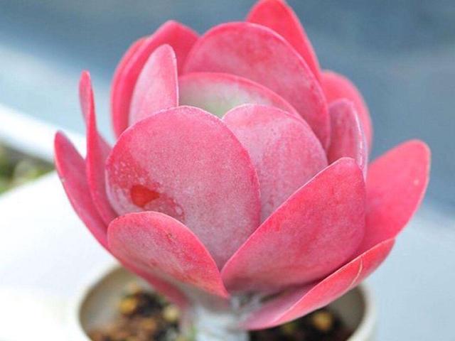 6款多肉被花友捧得很高,其实并不适合阳台党,尤其是最后两种休闲区蓝鸢梦想 - Www.slyday.coM 6款多肉被花友捧得很高,其实并不适合阳台党,尤其是最后两种休闲区蓝鸢梦想 - Www.slyday.coM