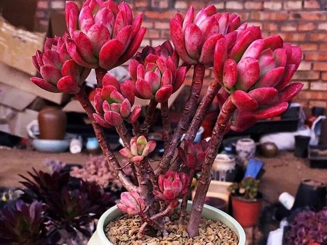 6款多肉被花友捧得很高,其实并不适合阳台党,尤其是最后两种休闲区蓝鸢梦想 - Www.slyday.coM 6款多肉被花友捧得很高,其实并不适合阳台党,尤其是最后两种休闲区蓝鸢梦想 - Www.slyday.coM