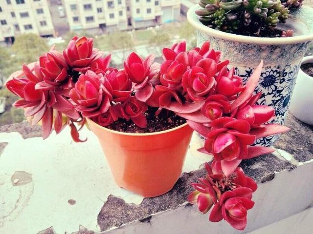 6款多肉被花友捧得很高,其实并不适合阳台党,尤其是最后两种休闲区蓝鸢梦想 - Www.slyday.coM 6款多肉被花友捧得很高,其实并不适合阳台党,尤其是最后两种休闲区蓝鸢梦想 - Www.slyday.coM