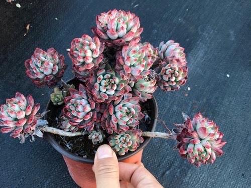 6款多肉被花友捧得很高,其实并不适合阳台党,尤其是最后两种休闲区蓝鸢梦想 - Www.slyday.coM 6款多肉被花友捧得很高,其实并不适合阳台党,尤其是最后两种休闲区蓝鸢梦想 - Www.slyday.coM