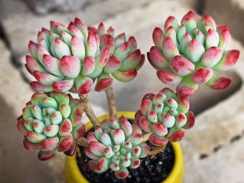 6款多肉被花友捧得很高,其实并不适合阳台党,尤其是最后两种休闲区蓝鸢梦想 - Www.slyday.coM 6款多肉被花友捧得很高,其实并不适合阳台党,尤其是最后两种休闲区蓝鸢梦想 - Www.slyday.coM