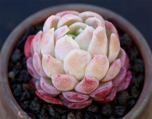 6款多肉被花友捧得很高,其实并不适合阳台党,尤其是最后两种休闲区蓝鸢梦想 - Www.slyday.coM 6款多肉被花友捧得很高,其实并不适合阳台党,尤其是最后两种休闲区蓝鸢梦想 - Www.slyday.coM