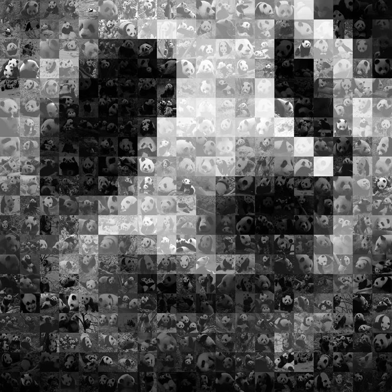 萌爆了！他用30年拍下10万张大熊猫“私密照”休闲区蓝鸢梦想 - Www.slyday.coM