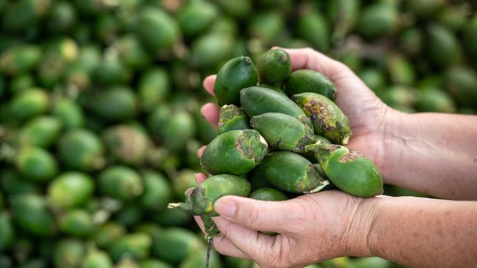 马上评｜全面禁售槟榔，该下决心了！休闲区蓝鸢梦想 - Www.slyday.coM