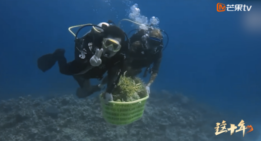 做海洋园丁守护一片海，芒果TV微纪录片《这十年》讲述“珊瑚爸爸”陈宏的故事休闲区蓝鸢梦想 - Www.slyday.coM