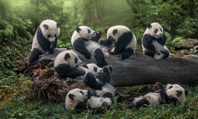 萌爆了！他用30年拍下10万张大熊猫“私密照”休闲区蓝鸢梦想 - Www.slyday.coM