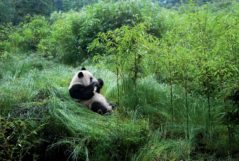 萌爆了！他用30年拍下10万张大熊猫“私密照”休闲区蓝鸢梦想 - Www.slyday.coM