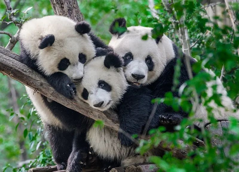 萌爆了！他用30年拍下10万张大熊猫“私密照”休闲区蓝鸢梦想 - Www.slyday.coM