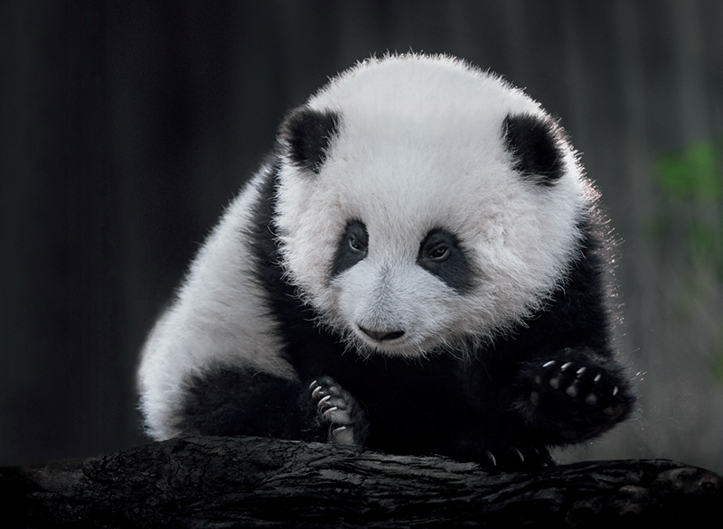 萌爆了！他用30年拍下10万张大熊猫“私密照”休闲区蓝鸢梦想 - Www.slyday.coM