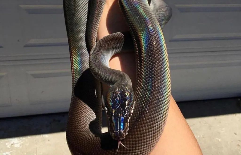 五彩斑斓的黑，真的让我们找到了休闲区蓝鸢梦想 - Www.slyday.coM