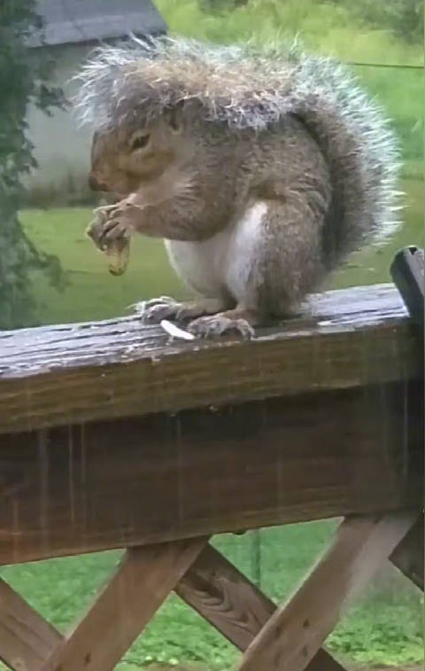 小松鼠在下雨天用尾巴当雨伞下雨可不能耽误了吃饭哇彩虹屁67