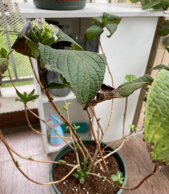 降温了,北方的绣球落叶了,撸掉叶子,节省养分,好休眠|绣球|绣球花