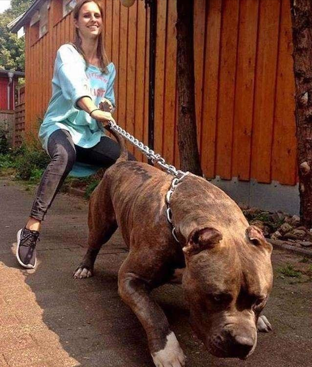 为啥建议女生别养“大型犬”?这几点,真的hold不住休闲区蓝鸢梦想 - Www.slyday.coM 为啥建议女生别养“大型犬”?这几点,真的hold不住休闲区蓝鸢梦想 - Www.slyday.coM