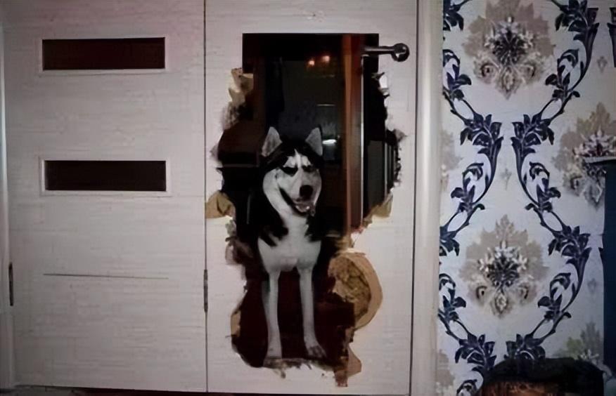 为啥建议女生别养“大型犬”?这几点,真的hold不住休闲区蓝鸢梦想 - Www.slyday.coM 为啥建议女生别养“大型犬”?这几点,真的hold不住休闲区蓝鸢梦想 - Www.slyday.coM