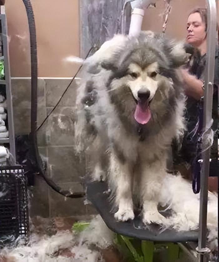 为啥建议女生别养“大型犬”?这几点,真的hold不住休闲区蓝鸢梦想 - Www.slyday.coM 为啥建议女生别养“大型犬”?这几点,真的hold不住休闲区蓝鸢梦想 - Www.slyday.coM