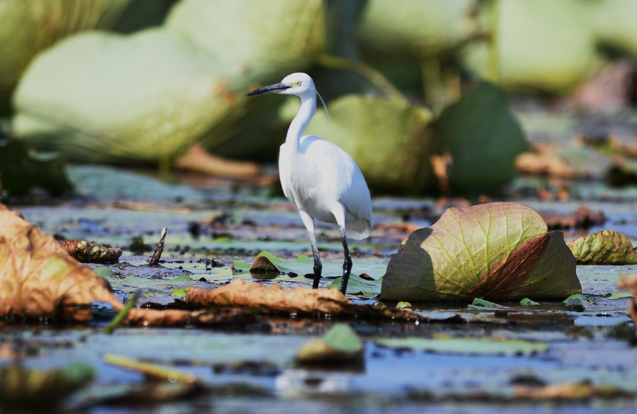 探访雄安新区白洋淀"鸟岛"|雄安新区|白洋淀|鸟类_新浪新闻