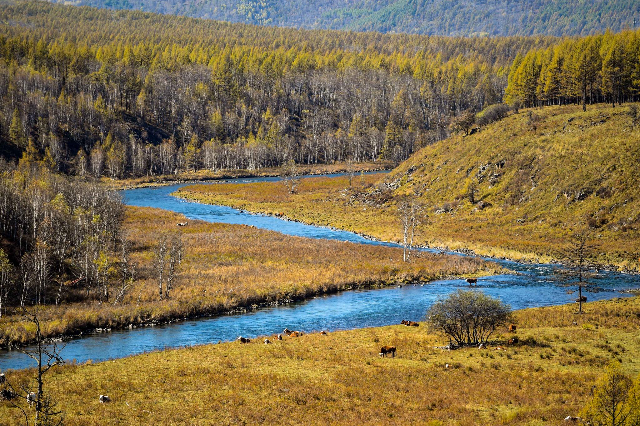 金秋醉美阿尔山|阿尔山国家森林公园|阿尔山|大兴安岭地区_新浪新闻