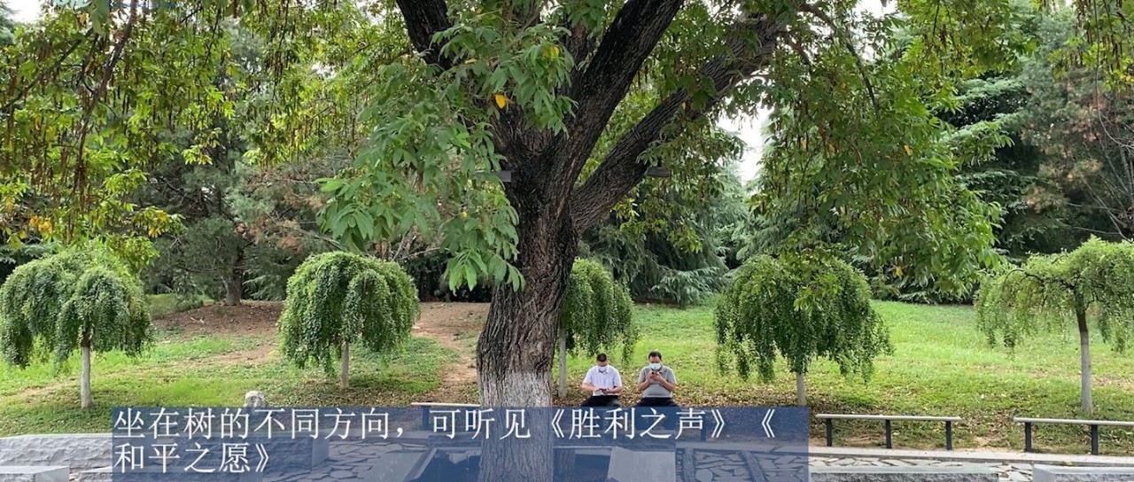 国际和平日,纪念馆枫杨树下传来音乐之声|杨树|侵华日军南京大屠杀遇难同胞纪念馆_新浪新闻
