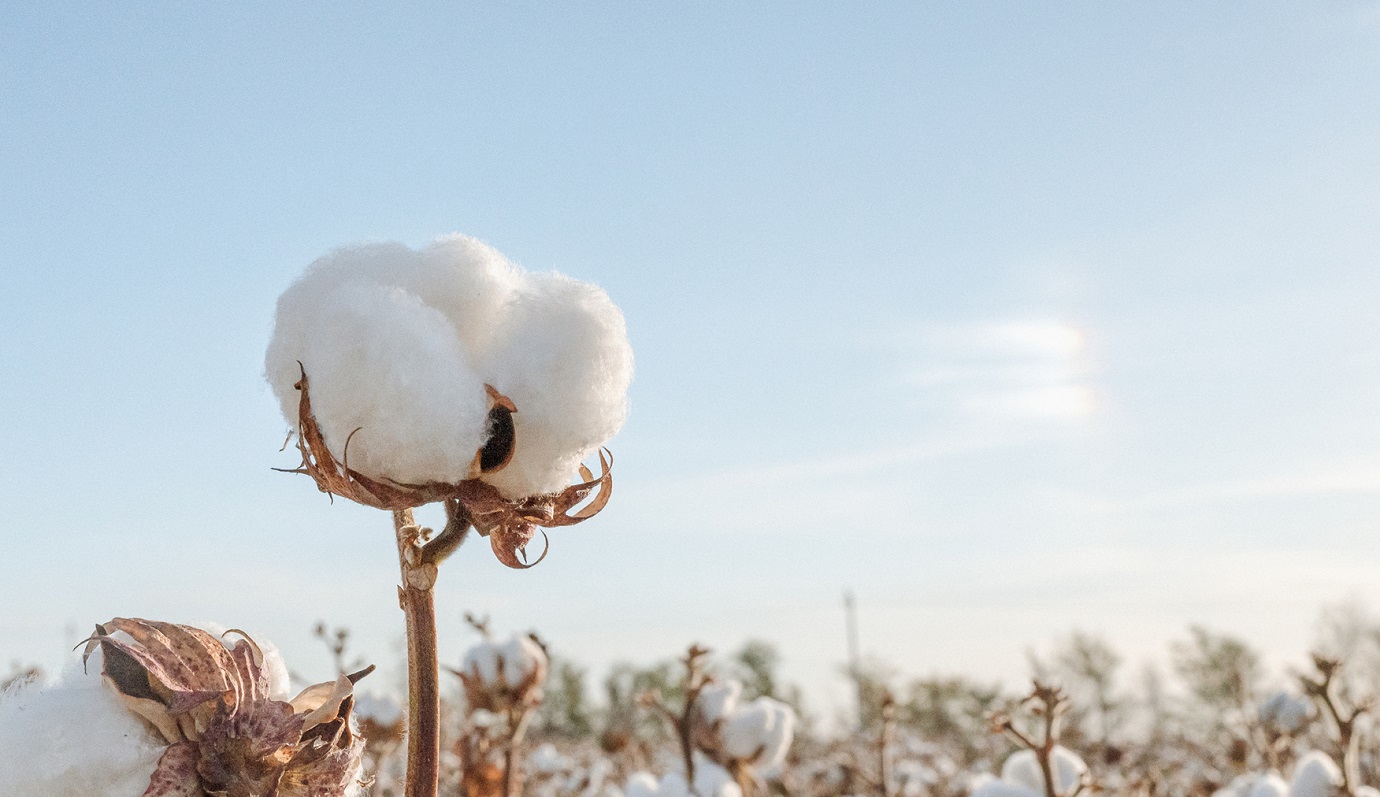 传承母公司稳健医疗30余年医疗背景和品质基因,全棉时代以100%棉花为