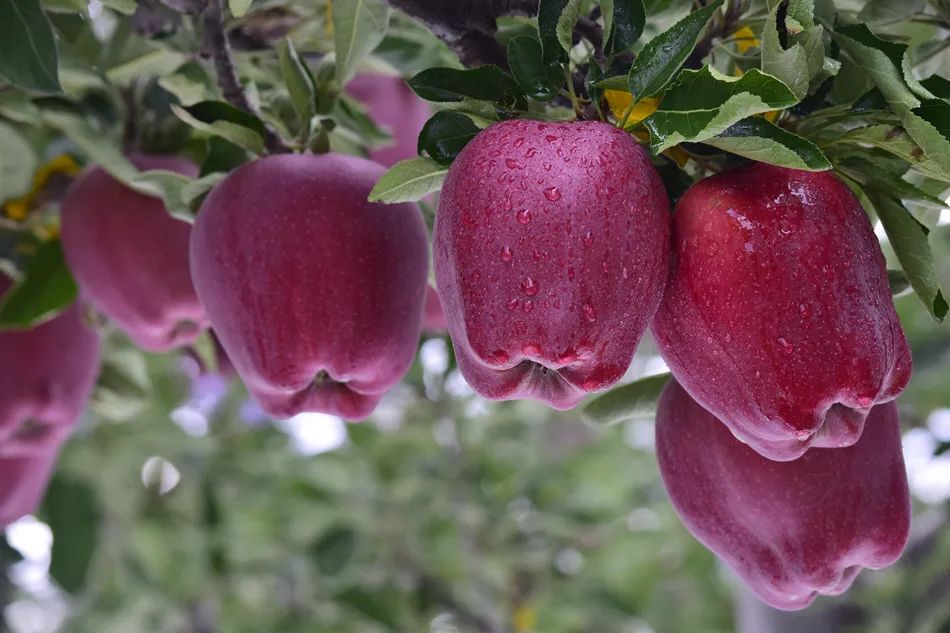 天水花牛苹果丰收啦!|苹果_新浪财经_新浪网