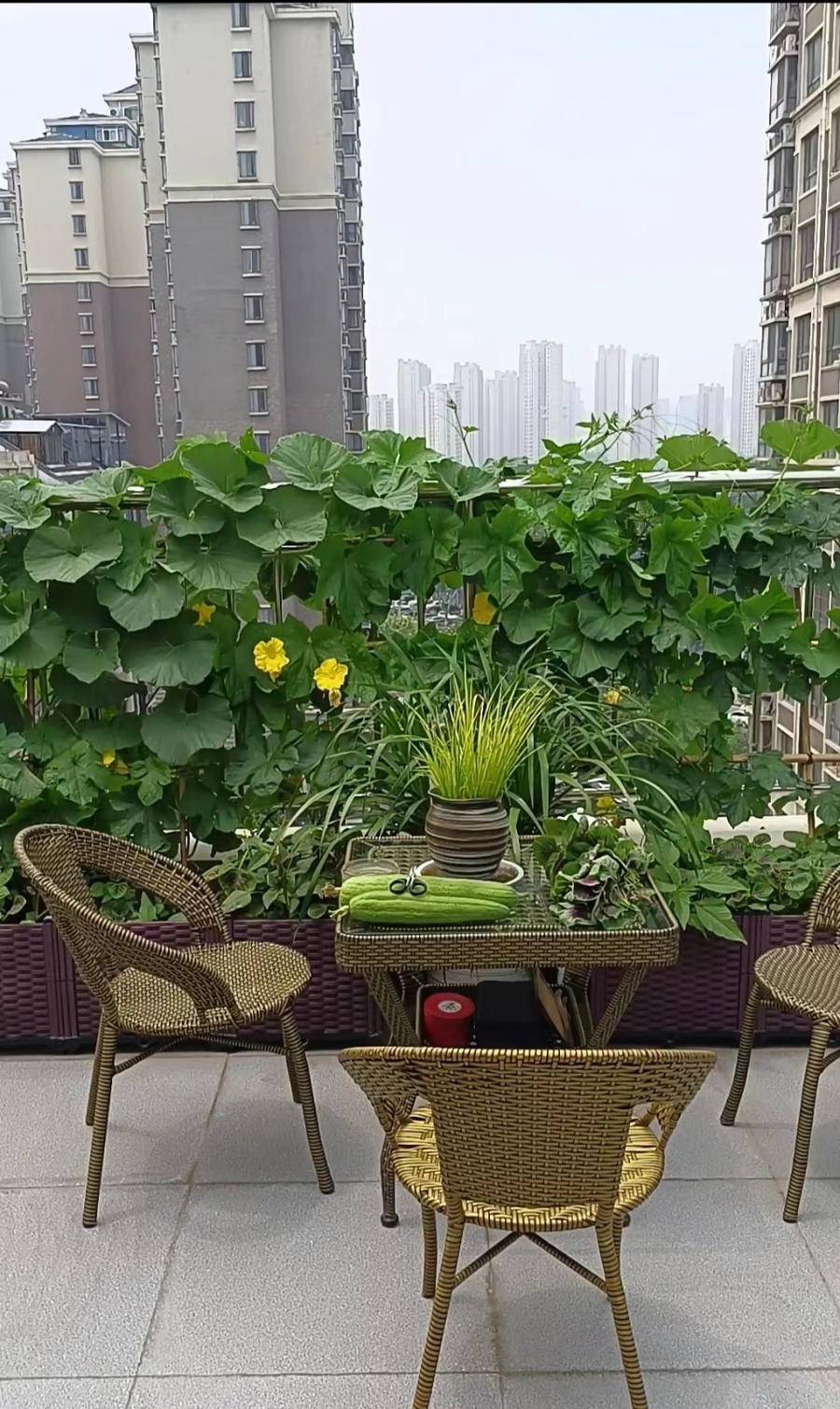 青未了| 露台种菜__财经头条