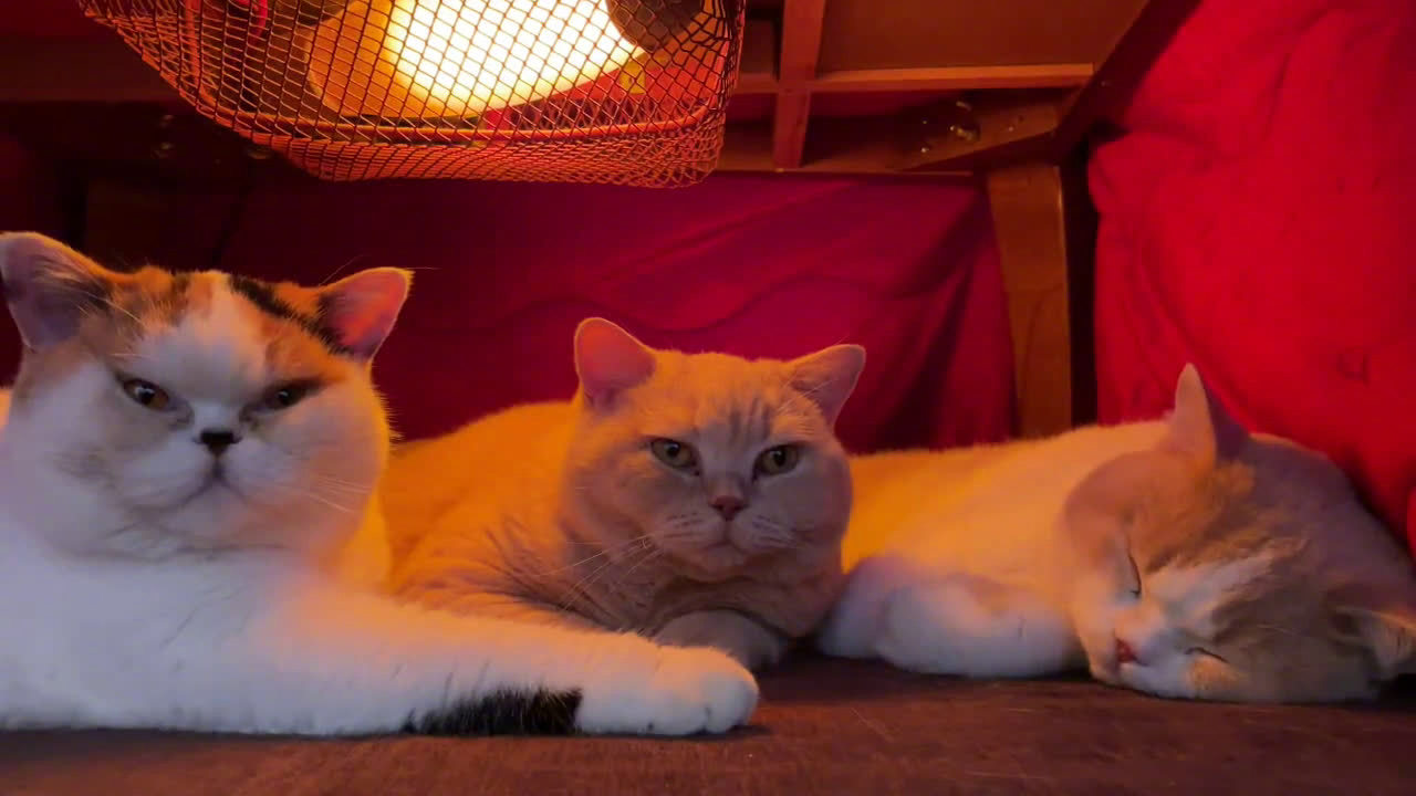 经常窝在被炉中放松的猫猫好苏胡