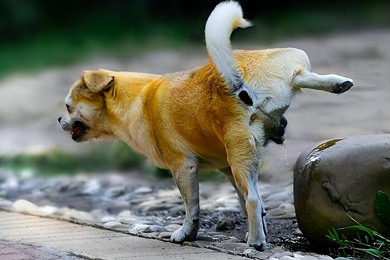 狗狗|公狗|地盘_新浪新闻