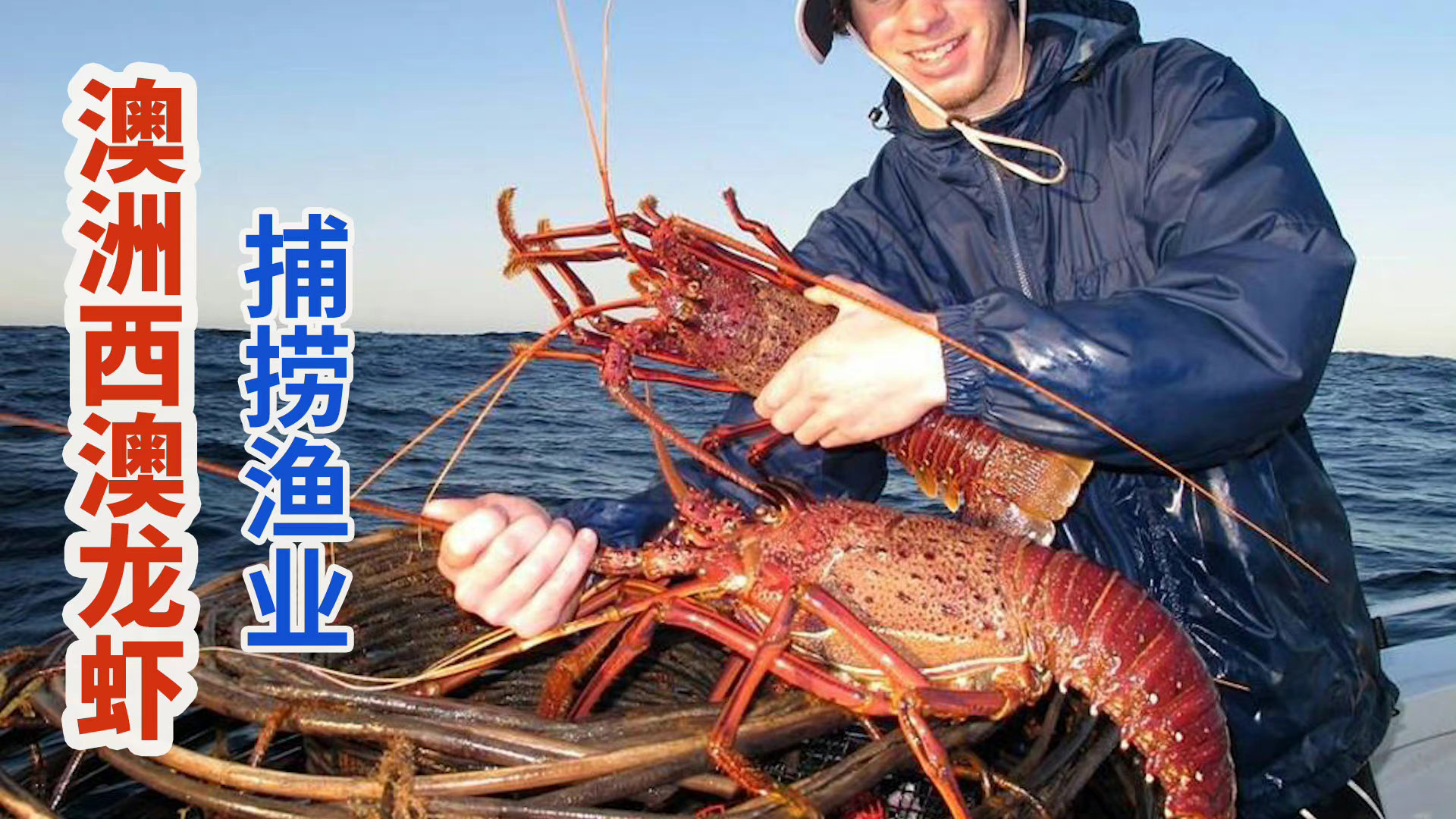 澳洲海产珍馐西澳岩龙虾,纯净水域生长4年壳薄肉质饱满