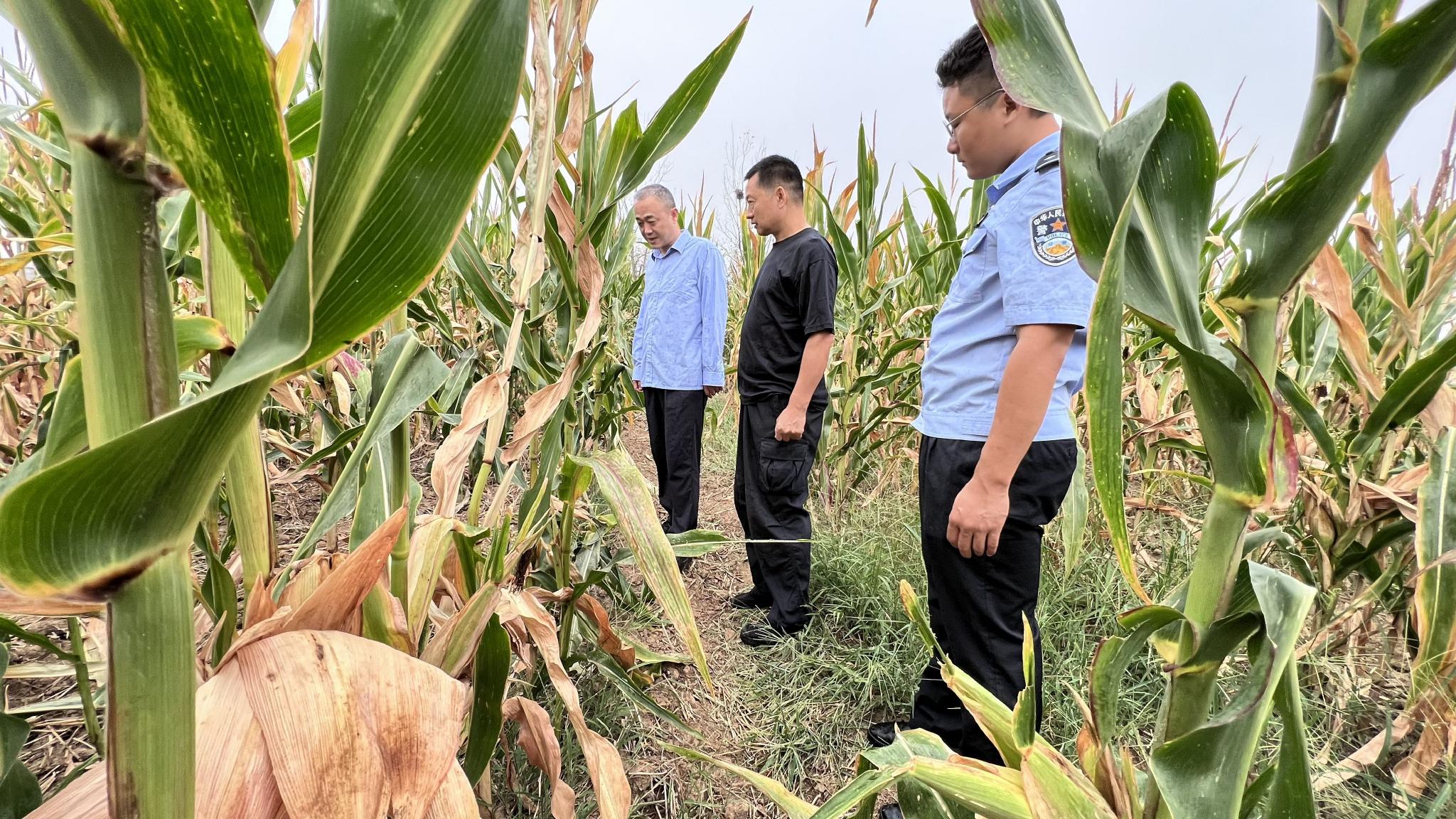 搜救人员在玉米地里搜寻诚诚。受访者供图