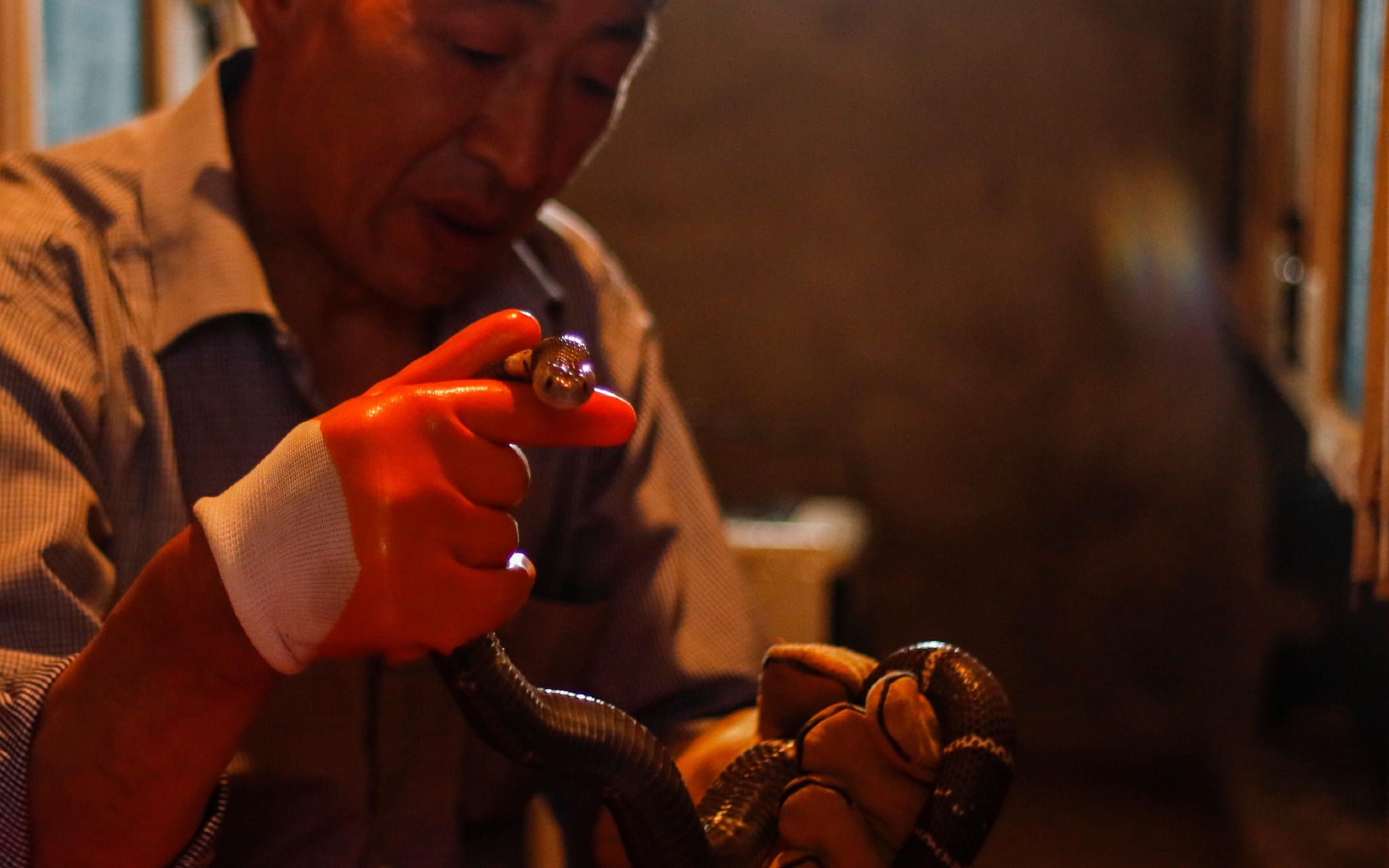▲重庆市垫江县一银环蛇养殖场内，饲养员展示养殖的银环蛇。图/IC photo