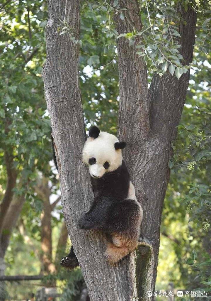 国际熊猫过节,来一组憨态可掬的济南动物园熊猫上树图|大熊猫|王媛