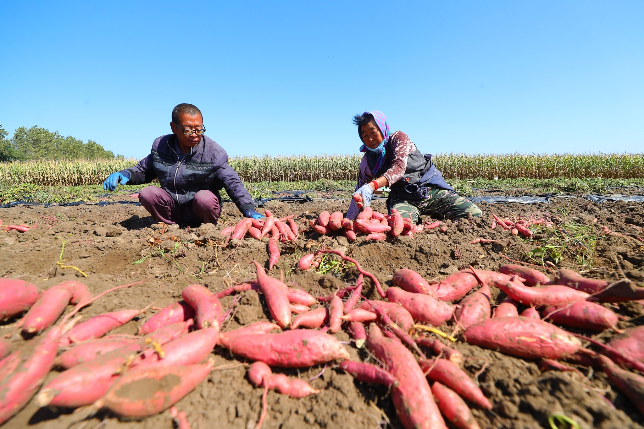 粮果丰收在望,农民喜上心头|杨青|方家屯镇|康平县_新浪新闻