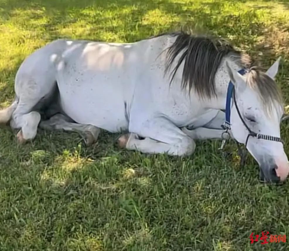 计划从欧洲骑马回国，被举报！当事人回应休闲区蓝鸢梦想 - Www.slyday.coM