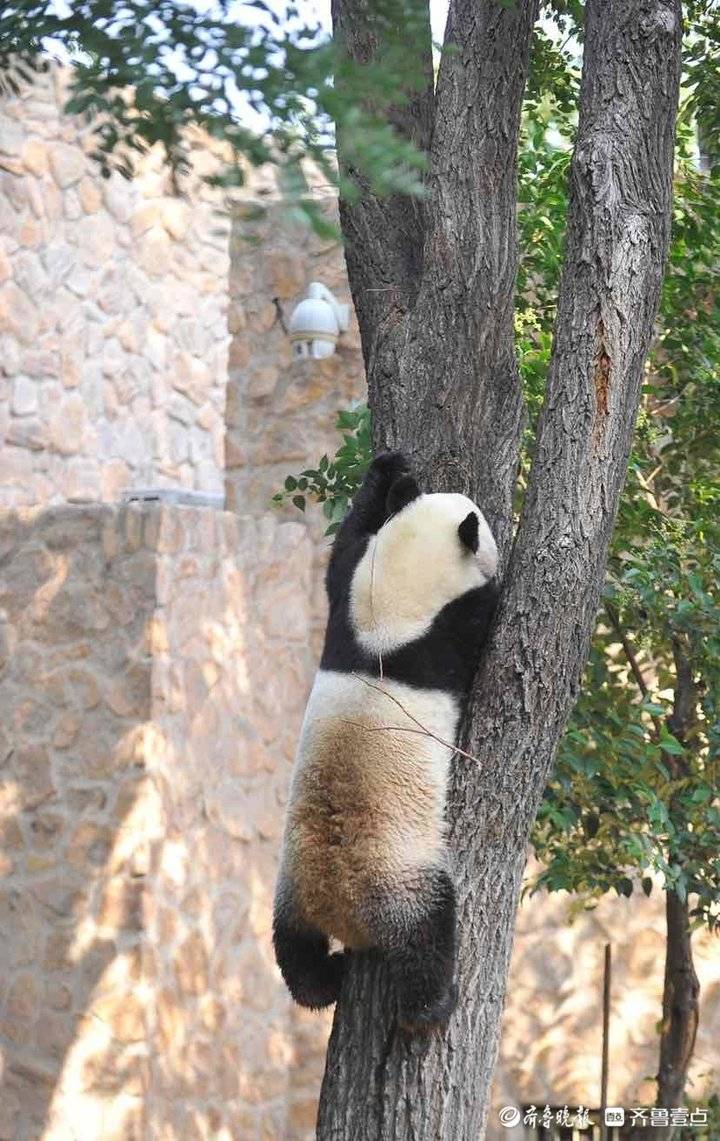 国际熊猫过节,来一组憨态可掬的济南动物园熊猫上树图|大熊猫|王媛