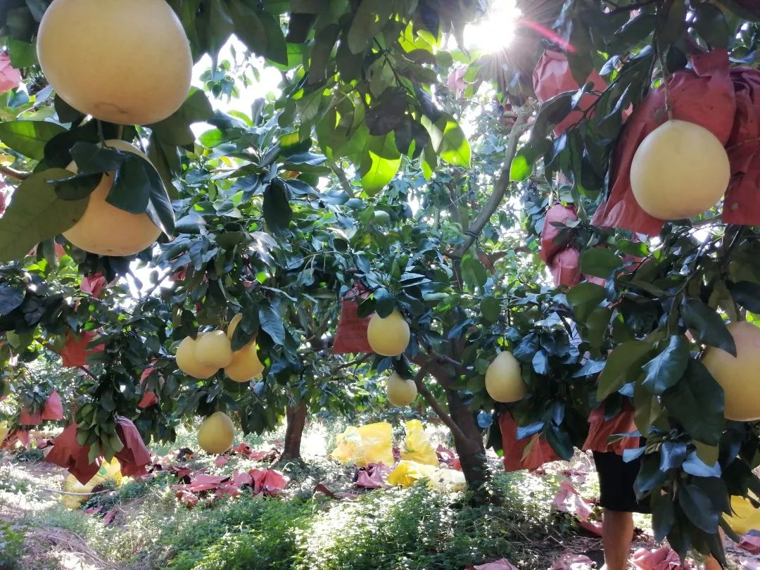 秋天润燥，来一波红心蜜柚！漳州平和果园直发！|红心_新浪新闻