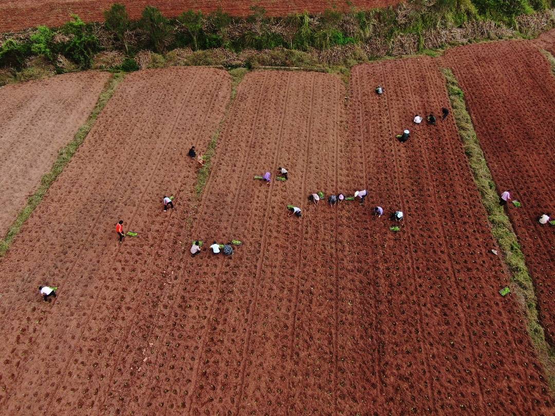 四川宜宾长宁：“闲田”变“忙田” 晚秋生产正当时休闲区蓝鸢梦想 - Www.slyday.coM