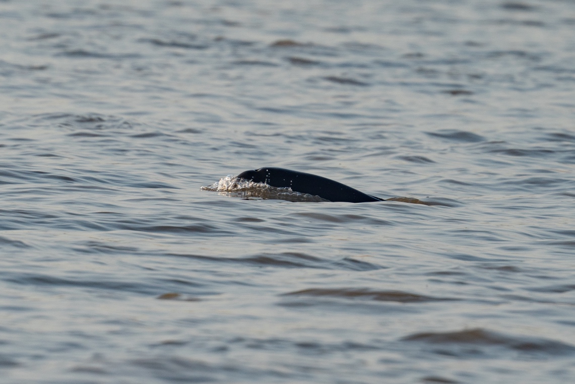 江豚科考保护"微笑天使"的家|长江_新浪财经_新浪网