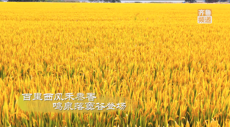 pick山东丰收“色号”，你碗里的颜色山东都有！休闲区蓝鸢梦想 - Www.slyday.coM