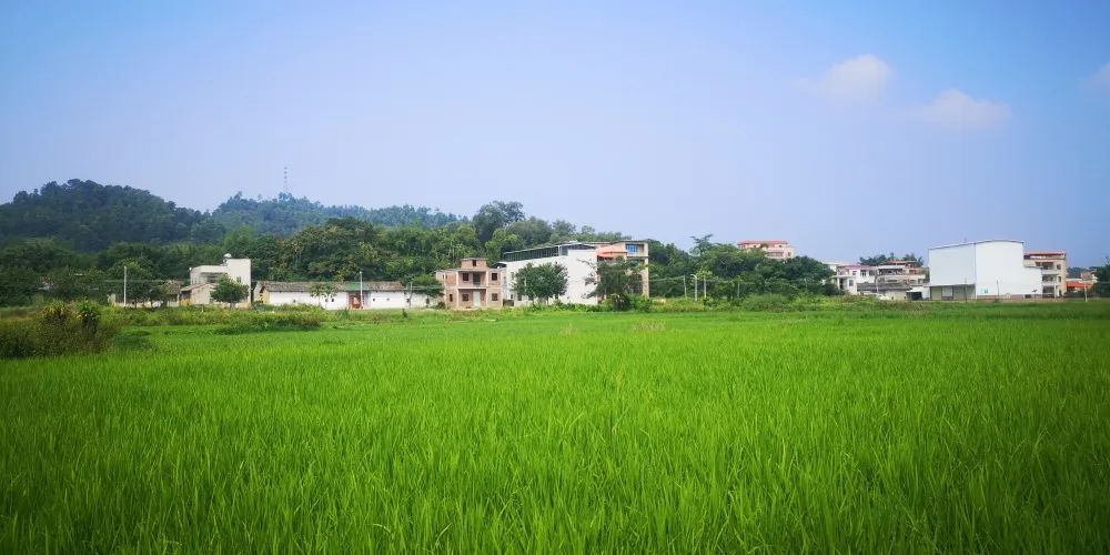 撂荒地变绿色田园，饭碗端得更稳了休闲区蓝鸢梦想 - Www.slyday.coM