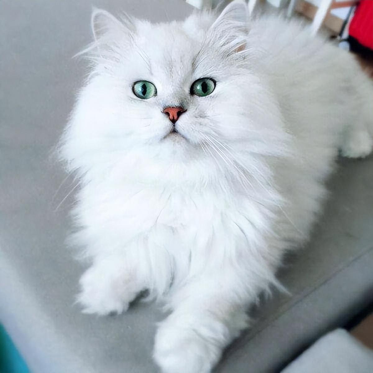 金吉拉|波斯猫|猫_新浪新闻