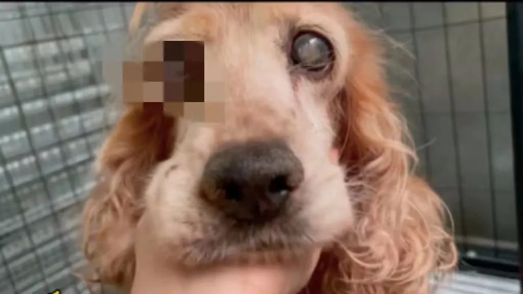 一场烧了五天五夜的山火，看主人和狗狗们如何极限求生！休闲区蓝鸢梦想 - Www.slyday.coM