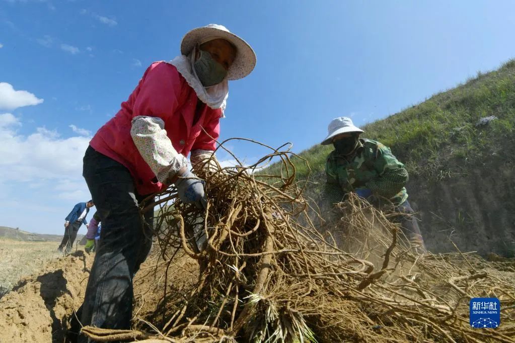 农民在位于榆中县贡井镇的榆中宏鑫药材专业合作社种植基地采收甘草