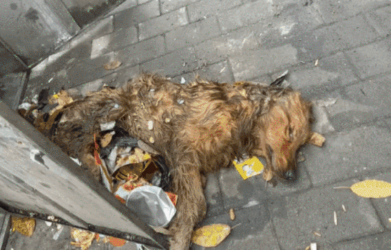 一场烧了五天五夜的山火，看主人和狗狗们如何极限求生！休闲区蓝鸢梦想 - Www.slyday.coM