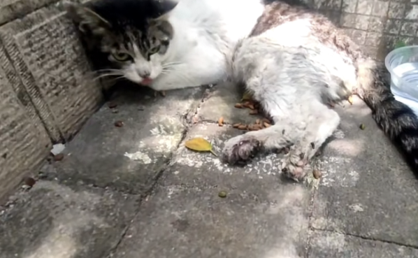 一场烧了五天五夜的山火，看主人和狗狗们如何极限求生！休闲区蓝鸢梦想 - Www.slyday.coM