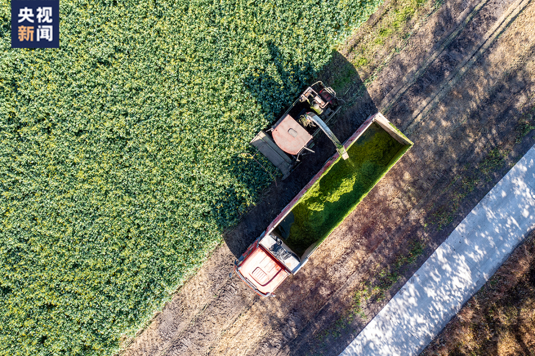  △2021年10月，麦后复种饲料（绿肥）油菜在吉林白城获得丰收。