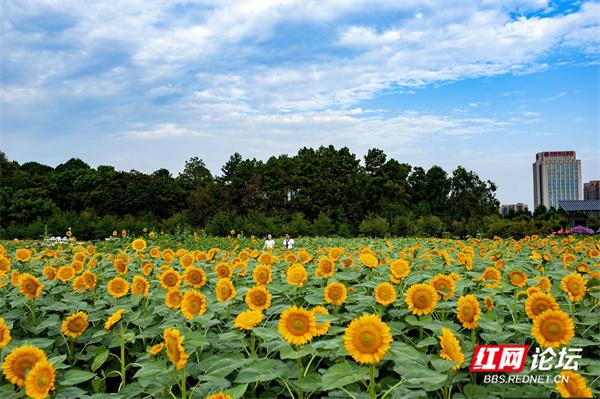 今日秋分！这些画面，撑起了湖南的秋日颜值休闲区蓝鸢梦想 - Www.slyday.coM