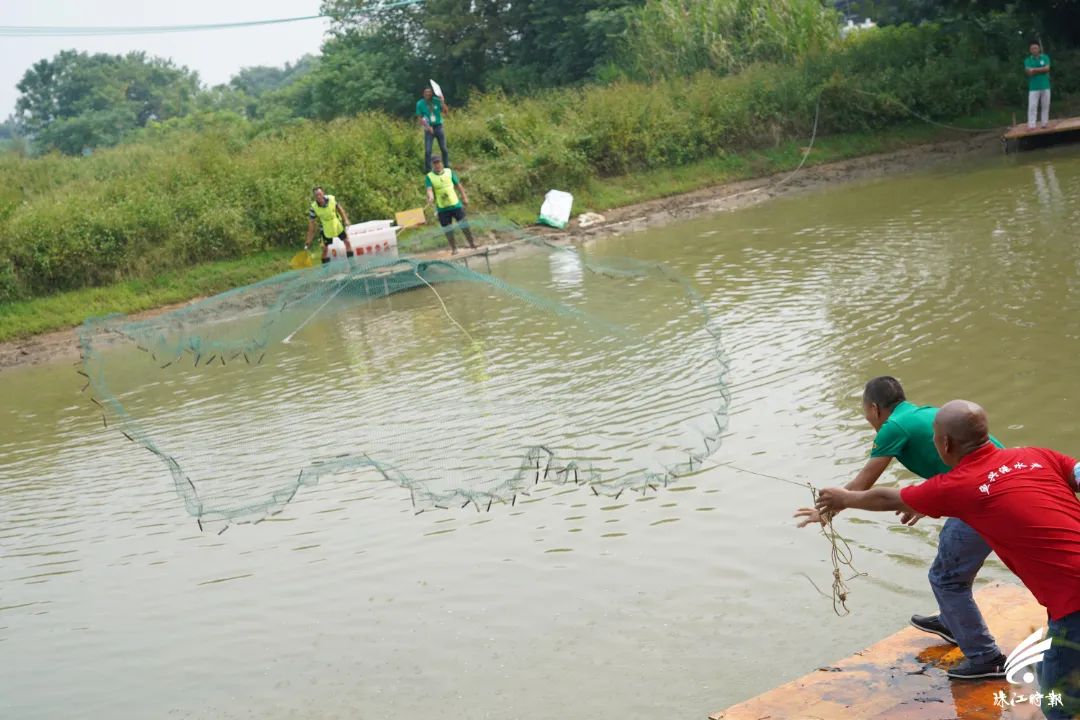 捉塘底、数鱼花……在南海，丰收节还能这样玩→休闲区蓝鸢梦想 - Www.slyday.coM