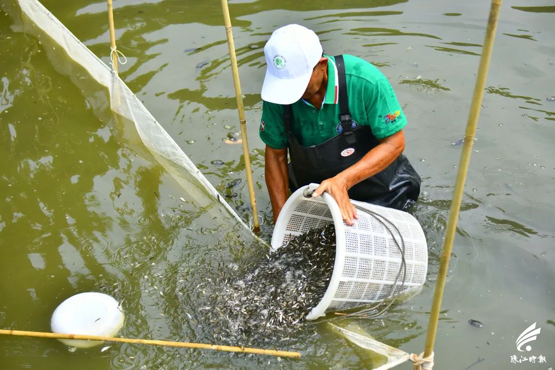 捉塘底、数鱼花……在南海，丰收节还能这样玩→休闲区蓝鸢梦想 - Www.slyday.coM